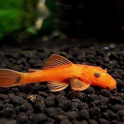 What fish has orange stripes? - DIY Seattle