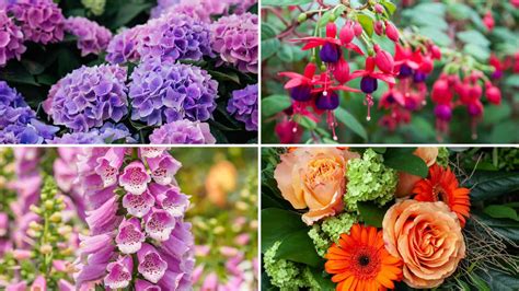 What flowers are native to Provence
