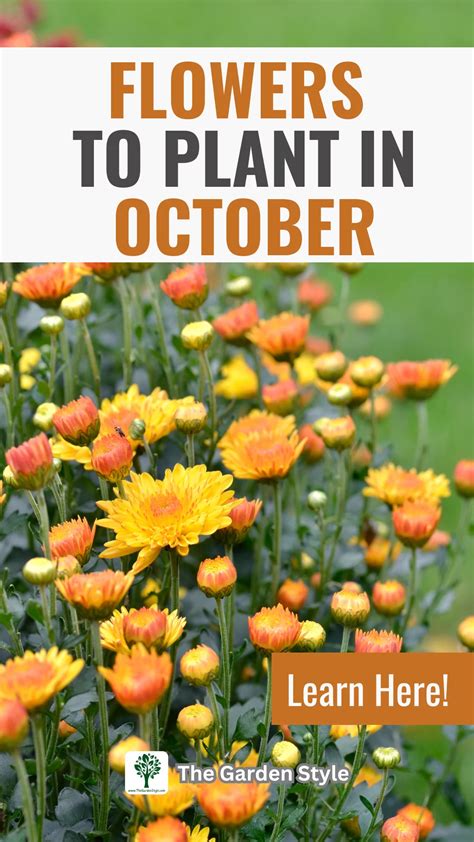What flowers to plant in october uk