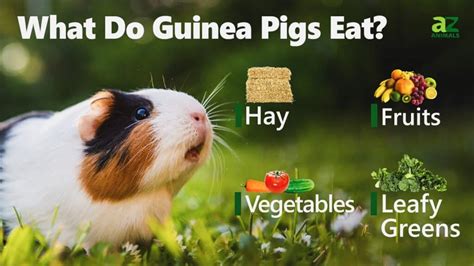 What food can guinea pigs eat? - The Happy Guinea Pig