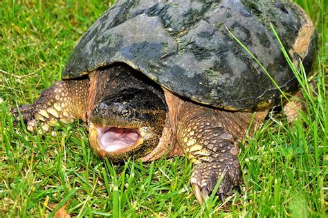 What food do snapping turtles eat. As omnivorous and opportunistic feeders, snapping turtles eat a variety of plants and animals, including insects, fish, frogs, birds, eggs, and vegetation like algae or kelp that … 