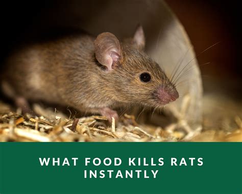 What food kills rats instantly. Use a Repellent. Several things work as rat repellent. Try soaking cotton wool balls in non-toxic repellent liquid, such as peppermint, spearmint, or eucalyptus oil, and placing them where the rats are entering your home. A predator's urine also repels rats, so cat owners can try putting their cat's litter box where the rats enter the home ... 