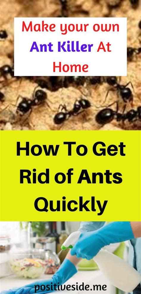 What gets rid of ants. If you have ants in your house plants, there are a few natural ways to get rid of them. You can use diatomaceous earth, which is a type of fossilized algae that can be found in most hardware stores. You can also use a mixture of water and vinegar, or water and lemon juice. Just spray the mixture on the ants and they will eventually die. 