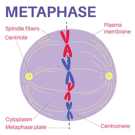 What happens at metaphase in mitosis? - TimesMojo