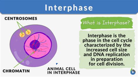 Before a dividing cell enters mitosis, it undergoes a period of growth called interphase. About 90 percent of a cell's time in the normal cell cycle may be spent in interphase. G1 phase: The period prior to the synthesis of DNA. In this phase, the cell increases in mass in preparation for cell division. The G1 phase is the first gap phase.. 