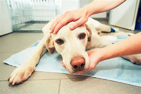 Laxatives may be prescribed to help your dog expel