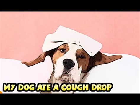 What happens if a dog eats one cough drop. Sep 25, 2023 · No, dogs should not eat cough drops as they can be toxic to them. Cough drops may seem like a harmless remedy for humans, but they can be dangerous for our furry friends. The ingredients in cough drops, such as menthol, eucalyptus, and artificial sweeteners like xylitol, can be toxic to dogs. 