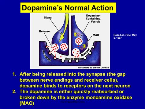 What happens when dopamine is released