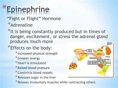 What happens when epinephrine is released