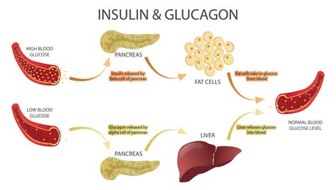 What happens when glucagon is released