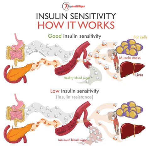 What happens when insulin is low