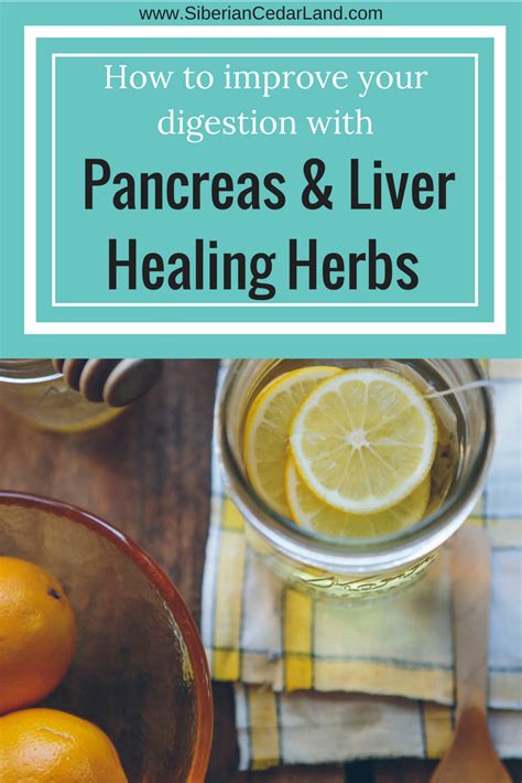 What herbs help your pancreas? - coalitionbrewing.com