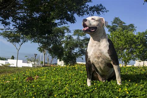 What home insurance companies allow pit bulls. Things To Know About What home insurance companies allow pit bulls. 