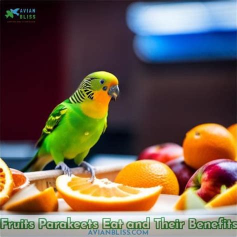 What human food can parakeets eat? – YourSageInformation