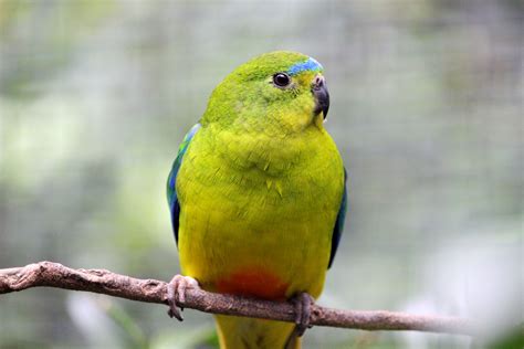 What in the World is Happening to Orange-Bellied Parrots - One …