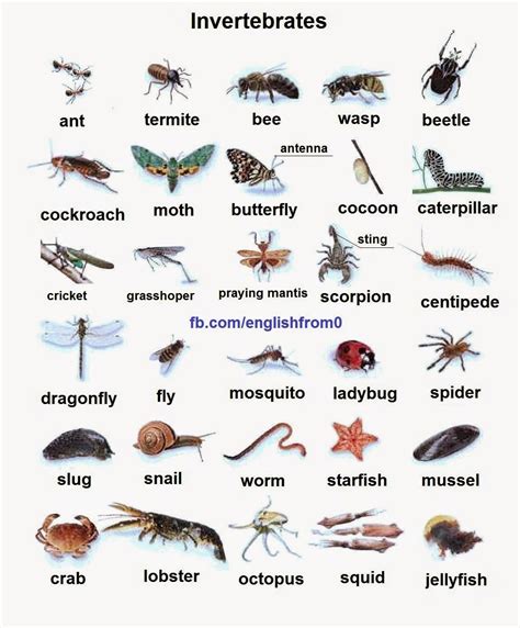 What invertebrates live in grasslands? - Answers