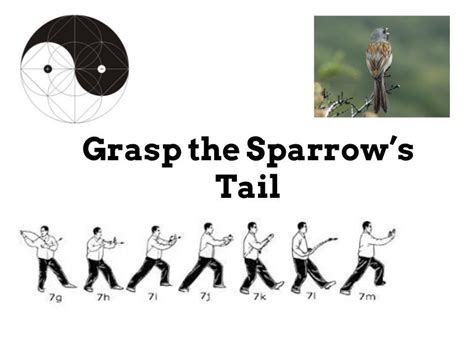 What is "Grasp Sparrow