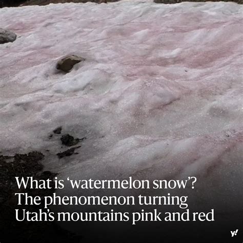 What is ‘watermelon snow’? The phenomenon turning Utah’s mountains pink and red