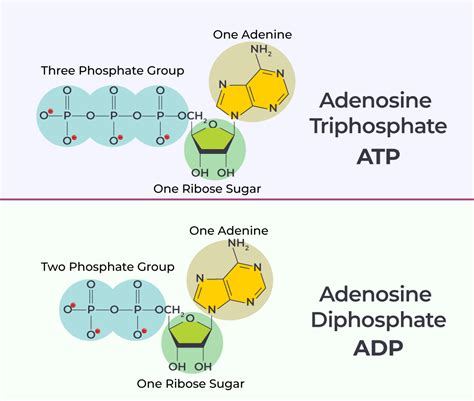 What is ATP and ADP? Why is the relationship between them ... - Quora