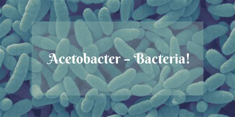 What is Acetobacter Aceti? Study.com