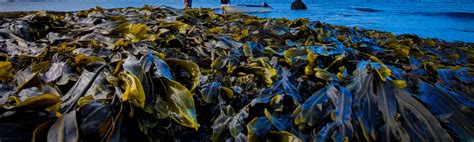 What is Bladderwrack Seaweed? Ecology and Human History of …