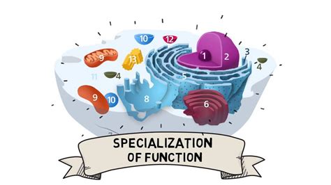 What is Cell Compartmentalization and Why Does it Occur?