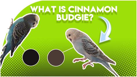 What is Cinnamon Budgie? (The Cinnamon GENE) - YouTube