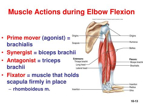 What is Fixator Muscles ?. What is Fixato…