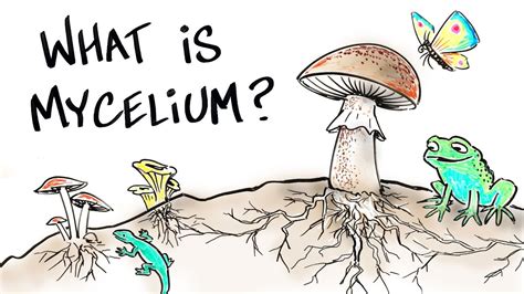 What is Mushroom Mycelium? - YouTube