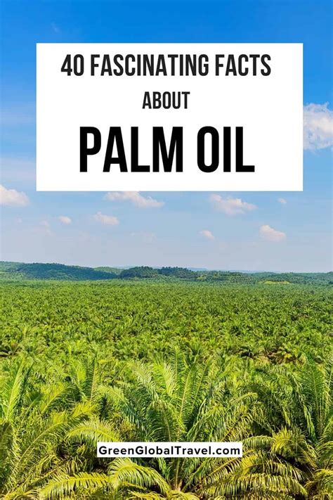 What is Palm Oil? Facts About the Palm Oil Industry - World Wildlife Fund