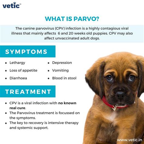 What is Parvovirus Symptoms in dogs explored