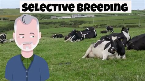 What is Selective Breeding YouTube