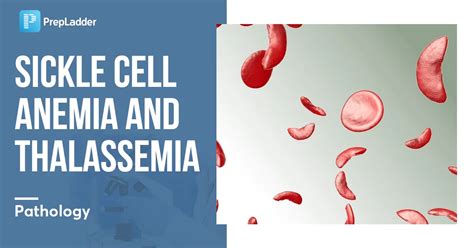 What is Sickle cell – Thalassemia