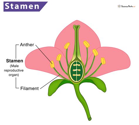 What is Staminate Flower? - Definition from Maximum Yield