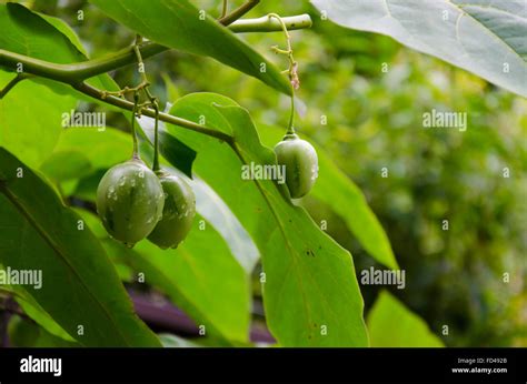 What is Tamarillo? - Nightshade Family