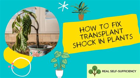 What is Transplant Shock in Plants? How to Fix It