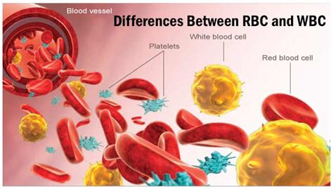 What is WBC and RBC?