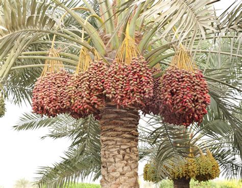 What is a Date Palm? (with pictures) - Home Questions Answered