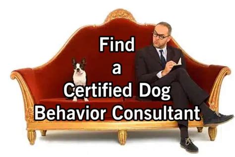 What is a Dog Behaviorist - OnDogBehavior