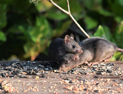 What is a Group of Mice Called & Why? (Mischief Background)