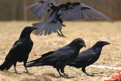 What is a Group of Ravens Called? - Animals Insider