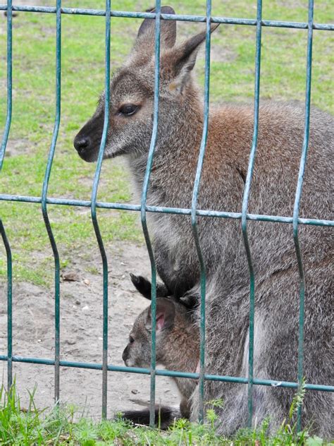 What is a Joey? SIMILAR BUT DIFFERENT IN THE ANIMAL …