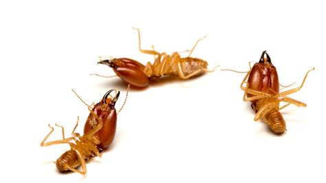 What is a Termite Bond? - Universal Pest Control