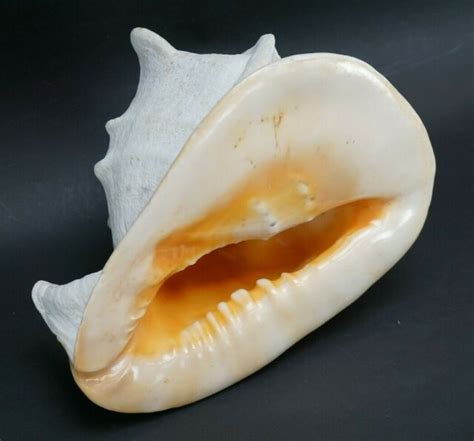 What is a Tiger conch? - Gumbokrewe.com