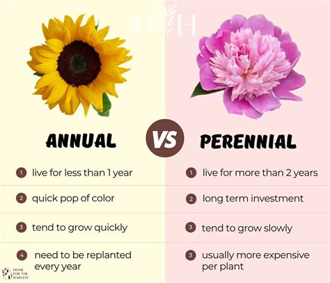 What is a annual plant