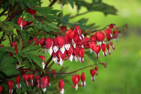 What is a bleeding heart
