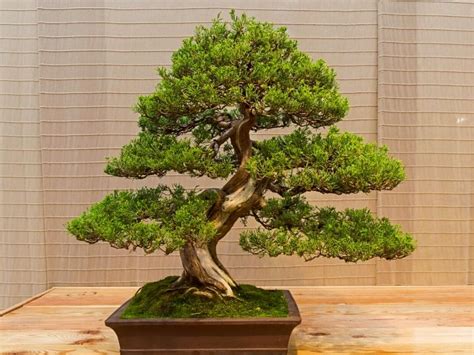 What is a bonsai tree