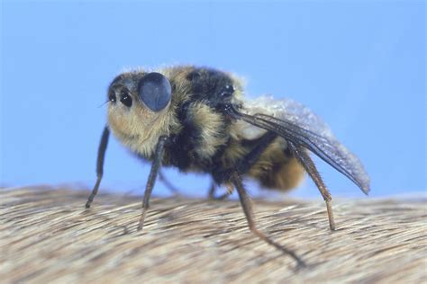 What is a botfly. Things To Know About What is a botfly. 