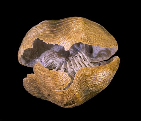 Brachiopods are bivalved animals unrelated to molluscs. Novocr