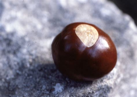 What is a buckeye. Things To Know About What is a buckeye. 